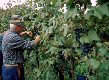 Macor Gianni, raccolta dei grappoli maturi. Macor Gianni, raccolta dei grappoli maturi.