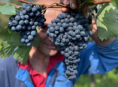 azienda agricola foschiatto azienda agricola foschiatto