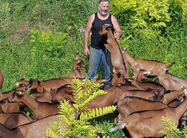 andrea zannier capramica andrea zannier capramica